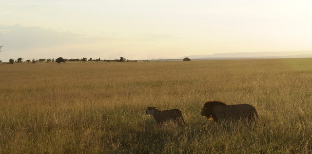 Lion Couple, Masai Mara
