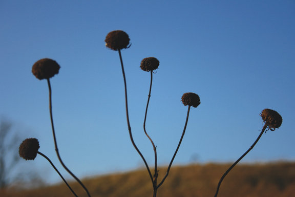 SeedHead3.jpg