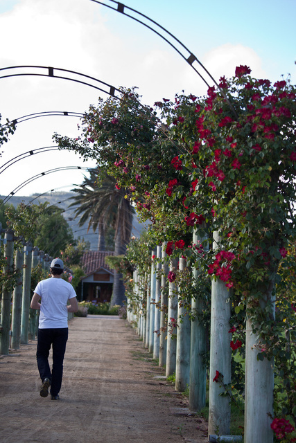 returning to la casona