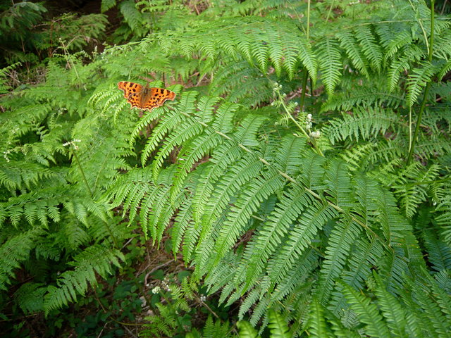 Butterfly near Hunter's Bridge VB.JPG