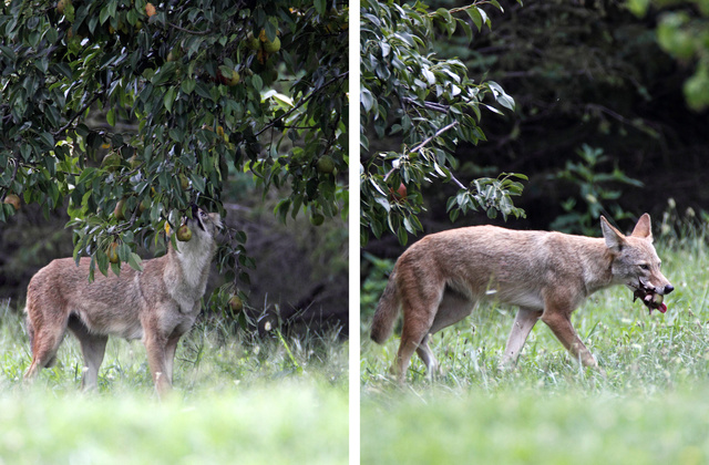 A coyote eyes the fruit of a pear tree and then helps himself to one after another.