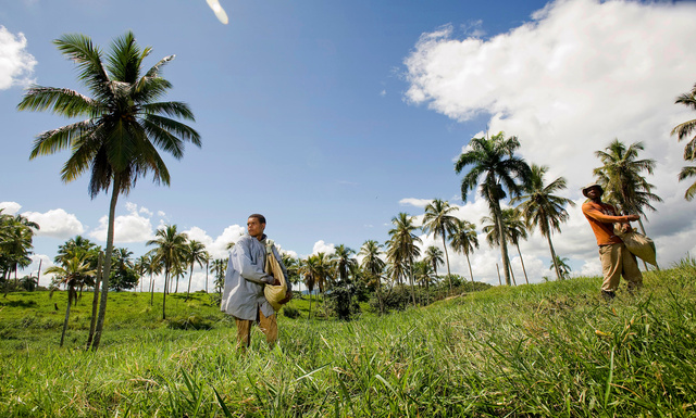 Zaaier bij Nagua, Dom. Rupubliek