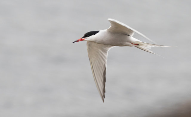 Tern
