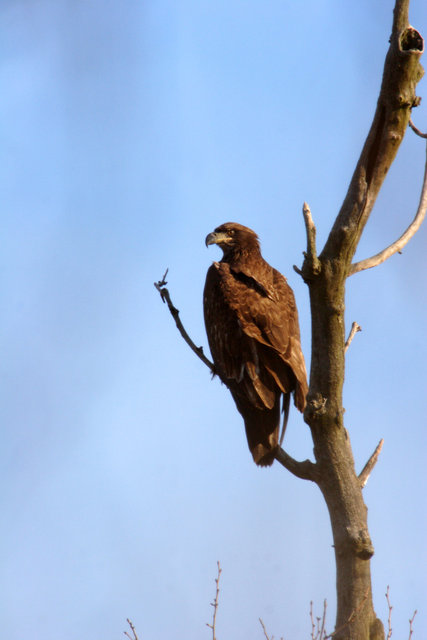 Immature Bald Eagle, Ohio