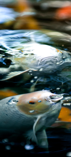 Poissons 5
