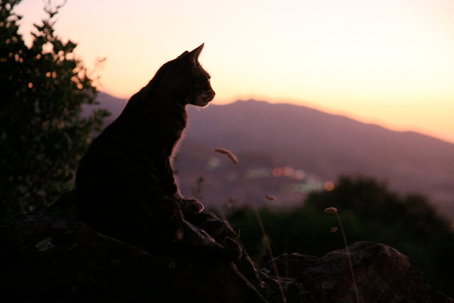 andalucia  - zwerfkat