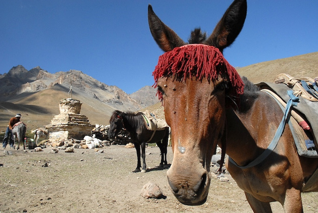 Ladakh_25.jpg