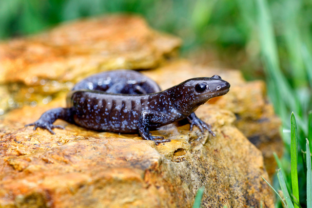Blue-spotted Salamander, southern Ohio