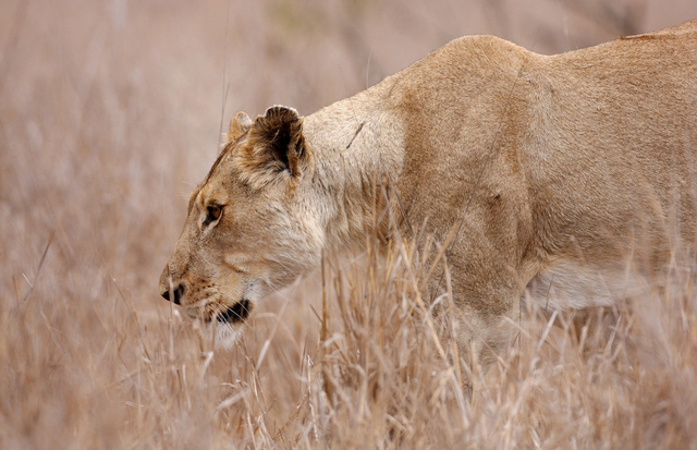Lioness