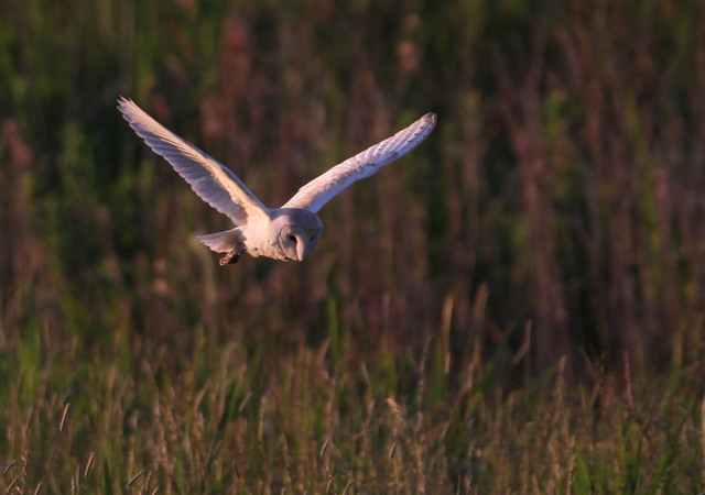 Barn Owl