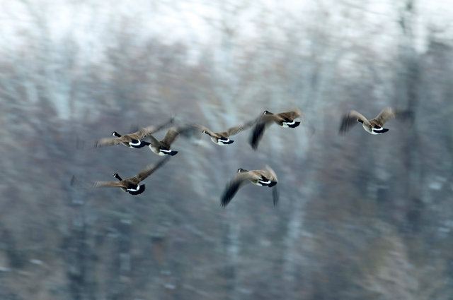 Canada Geese, February, southern Ohio