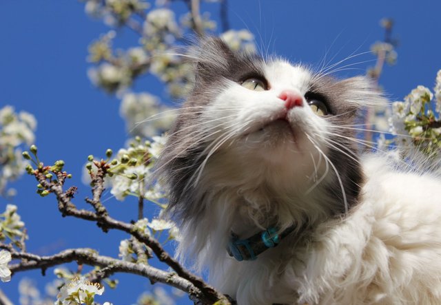 Sqeak Blossom