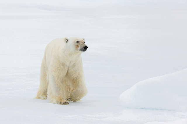 Eisbär, Spitzbergen, Norwegen