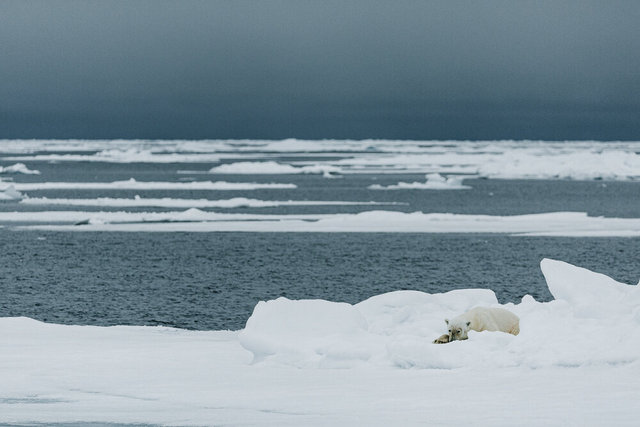 kleiner Eisbär, Spitzbergen, Norwegen