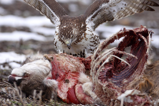 Red-tailed Hawk feeding on deer carcass, Ohio