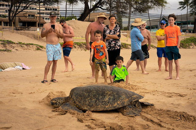 Turtle in Maui