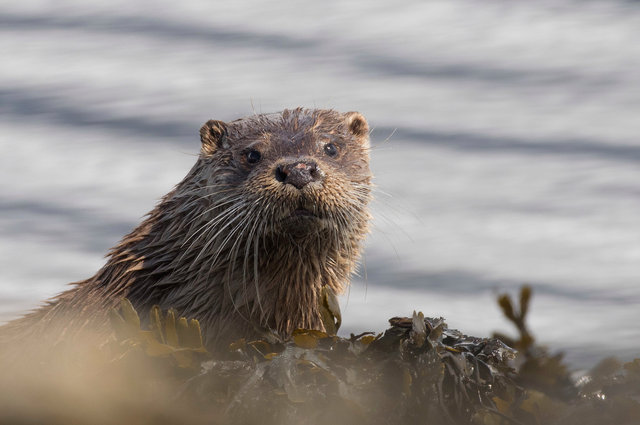 Otter