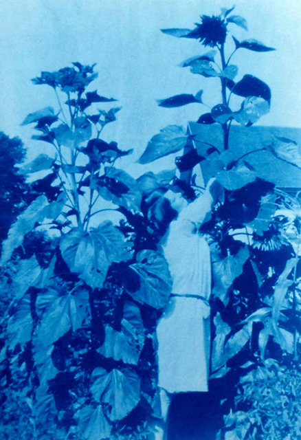 Agnes in the Sunflower Field