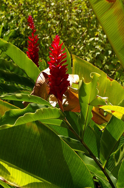 Andromeda Botanic Gardens (1) VB.JPG