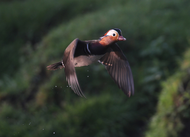 Mandarin Duck