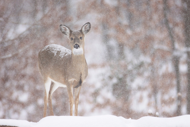 White-tailed Deer, Ohio