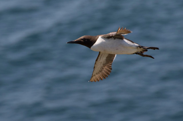 Guillemot