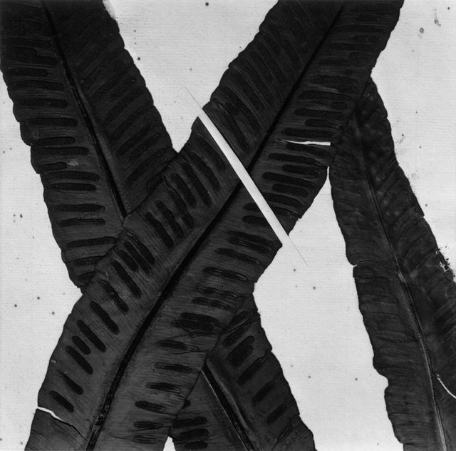 Hortus Siccus VI #2 © Paul den Hollander