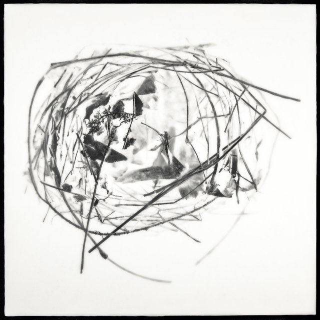 Nest XI