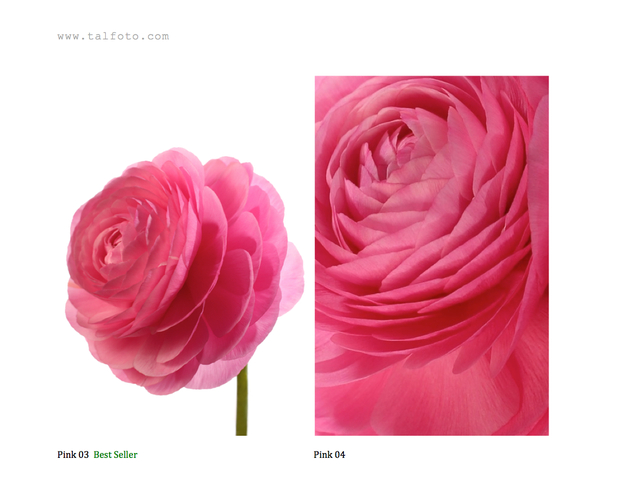 Best Seller PINK 03 pINK 004