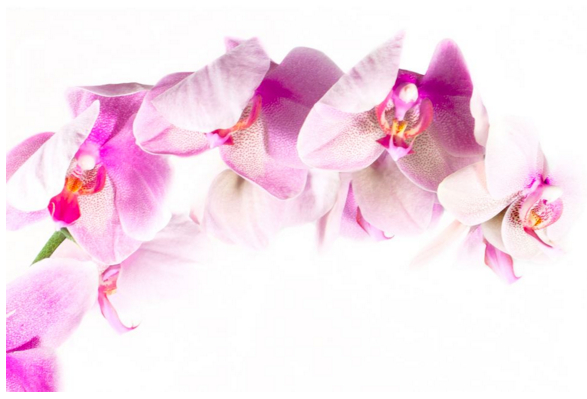 Orchids In Pink, ORC 001