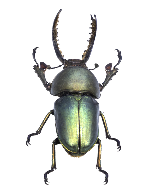 ev bug x_1544-Edit.png