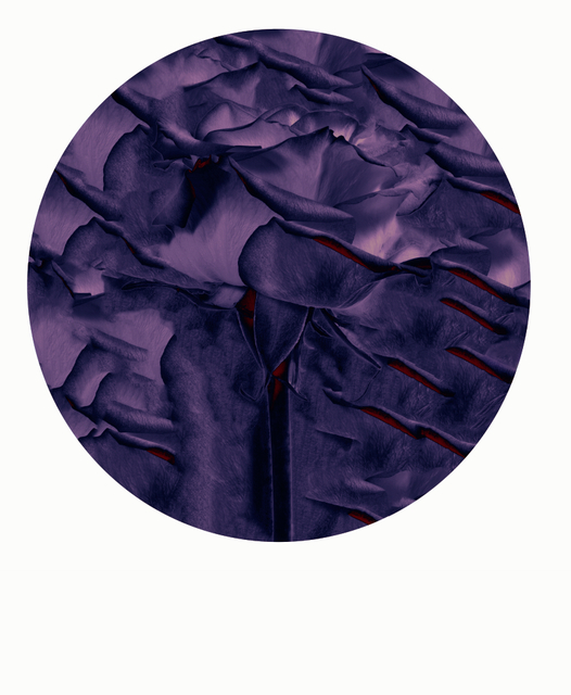 Pantone Violette Circle Rose