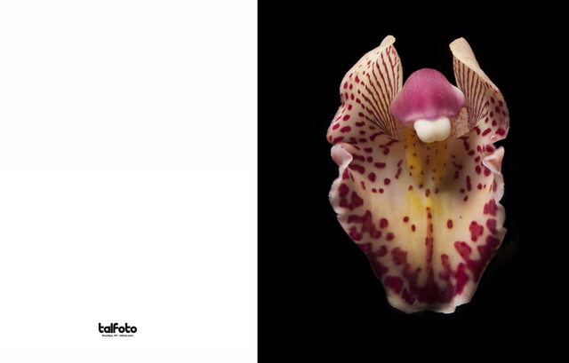 Orchid #NB09