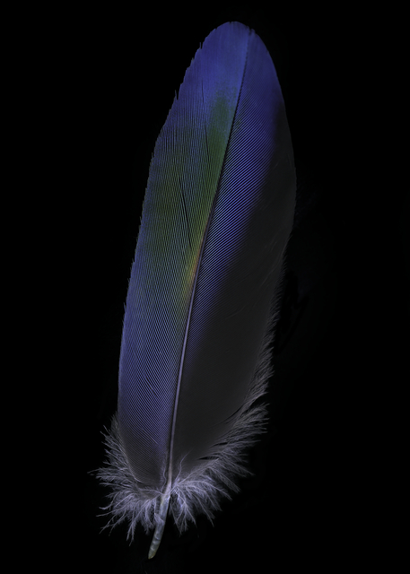 FEATHER BLUE_5X7 TALFOTO2268-Edit copy.png