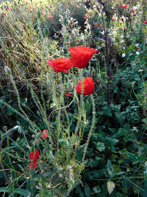 October poppies (3) VB.JPG