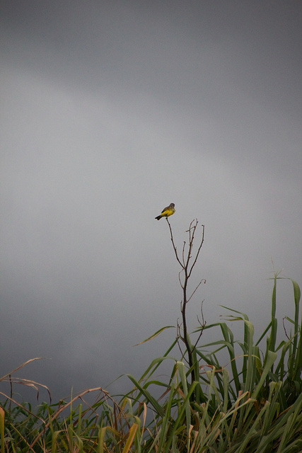 Bird on a Stick