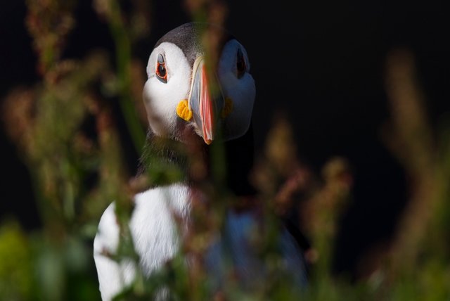 Puffin