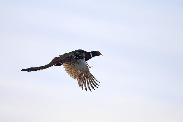 Ring-necked Pheasant