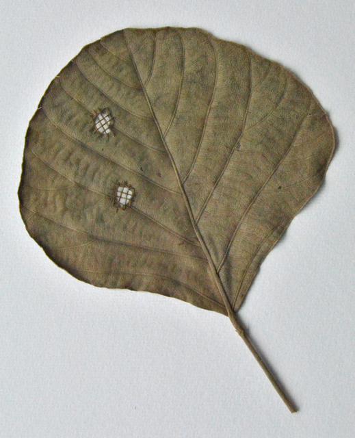 DSC_6978.jpg