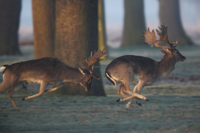 Fallow Deer Bucks