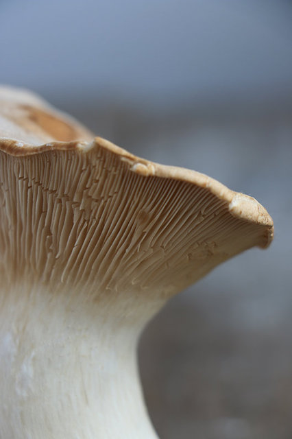 Eryngii Mushroom