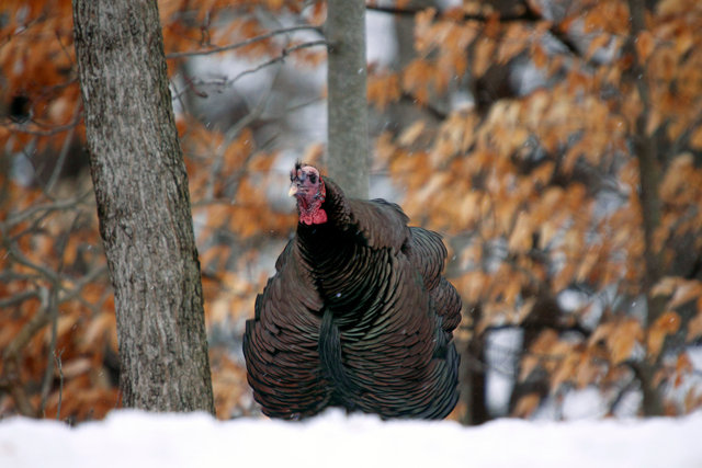 Wild Turkey, early spring, southern Ohio