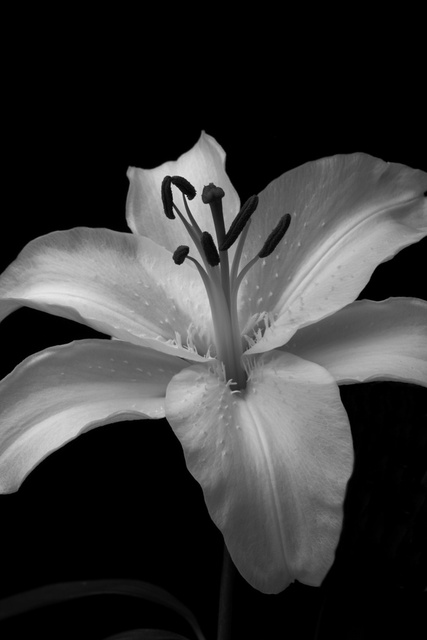 Flora