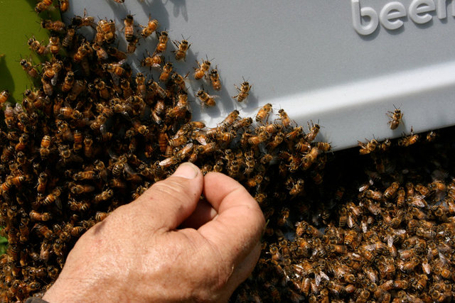 BeesHand2.jpg