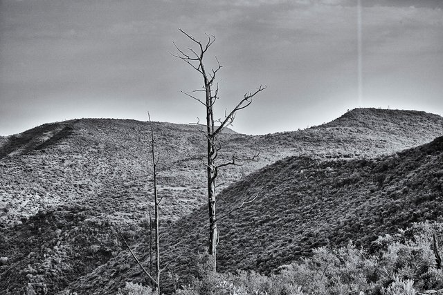 Lone tree