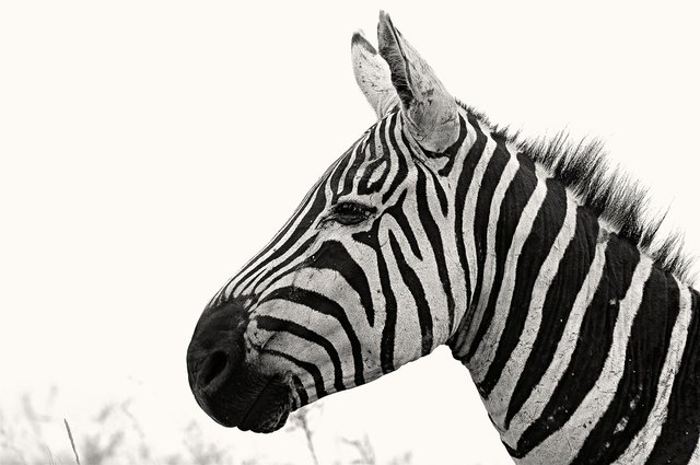 In the true black and white fashion statement