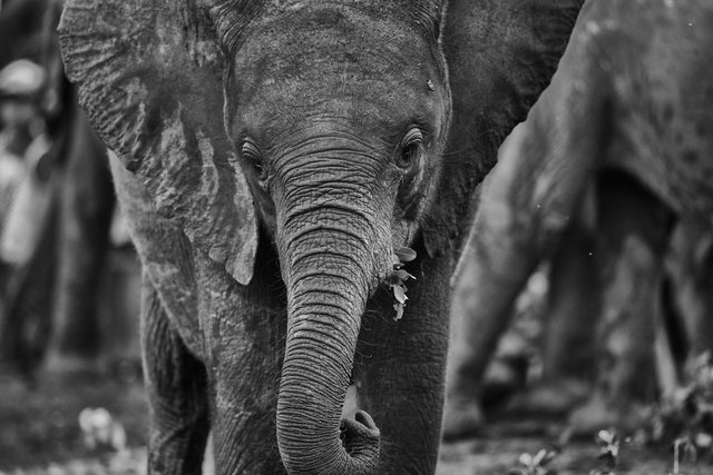 Elephant calf at Orphanage