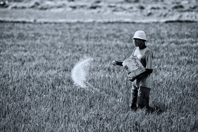 Fertilizer day Kano Kenya by Abraham Ali