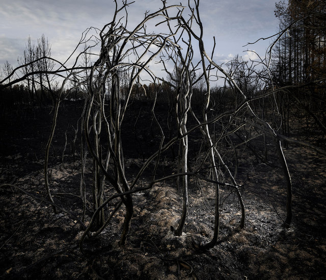 Brocéliande après les incendies