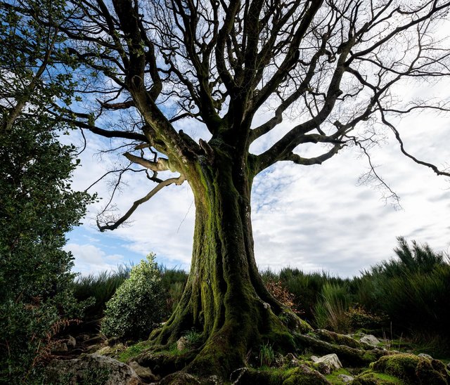 Forêt de brocéliande. Hêtre de Ponthus